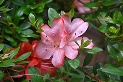 Kinpai Azalea (Rhododendron 'Kinpai') at A Very Successful Garden Center