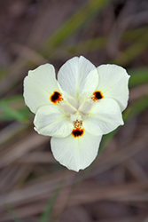 Bicolor African Iris (Dietes iridioides 'Bicolor') at Lakeshore Garden Centres