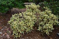 Variegated Gardenia (Gardenia jasminoides 'Variegata') at A Very Successful Garden Center