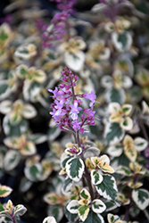Candy Kisses Wild Sage (Hemizygia 'Candy Kisses') at Lakeshore Garden Centres