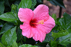 Cayman Wind Hibiscus (Hibiscus rosa-sinensis 'Cayman Wind') at Lakeshore Garden Centres