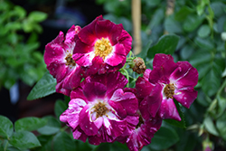 Purple Splash Rose (Rosa 'Purple Splash') at Stonegate Gardens