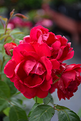 Blaze Rose (Rosa 'Blaze') at Stonegate Gardens