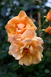 Autumn Sunset Rose (Rosa 'Autumn Sunset') at A Very Successful Garden Center