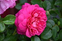 Princess Anne Rose (Rosa 'Auskitchen') at A Very Successful Garden Center