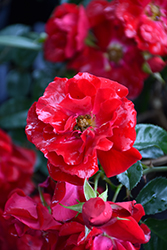 Red Ribbons Rose (Rosa 'Red Ribbons') at Lakeshore Garden Centres