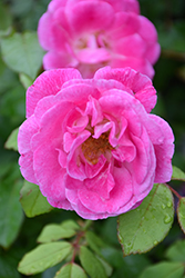 Easy To Please Rose (Rosa 'WEKfawibyblu') at A Very Successful Garden Center