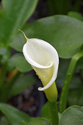 Large White Calla Lily (Zantedeschia aethiopica 'Large White') at Lakeshore Garden Centres