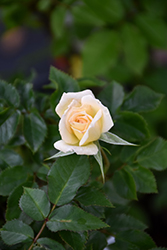 Bridal Sunblaze Rose (Rosa 'Meilmera') at A Very Successful Garden Center
