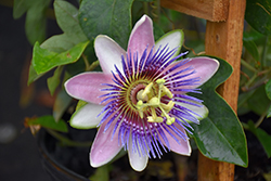 Purple Passion Flower (Passiflora incarnata) at Stonegate Gardens