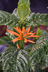 Orange Flame Justicia (Justicia chrysostephana) at A Very Successful Garden Center