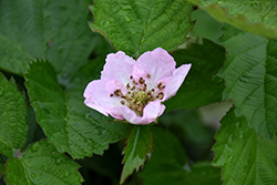 Arapaho Blackberry (Rubus 'Arapaho') at Stonegate Gardens