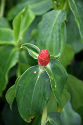Red Button Ginger (Costus woodsonii) at A Very Successful Garden Center