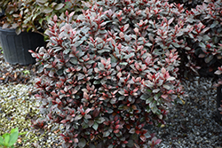Crimson Majesty Azalea (Rhododendron 'Crimson Majesty') at A Very Successful Garden Center