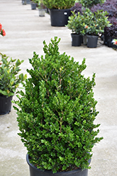 Faulkner Boxwood (Buxus microphylla 'Faulkner') at A Very Successful Garden Center