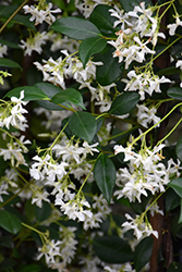 Confederate Star-Jasmine (Trachelospermum jasminoides) at A Very Successful Garden Center