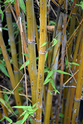 Fernleaf Bamboo (Bambusa multiplex 'Fernleaf') at A Very Successful Garden Center