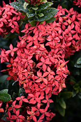 Flame of the Woods (Ixora coccinea) at A Very Successful Garden Center