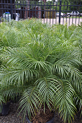 Pygmy Date Palm (Phoenix roebelenii) at Stonegate Gardens