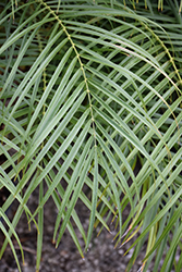 Pygmy Date Palm (Phoenix roebelenii) at Golden Acre Home & Garden