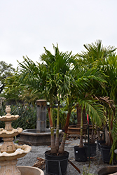 Manila Palm (Adonidia merrillii) at Golden Acre Home & Garden