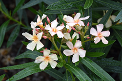 Angiolo Pucci Oleander (Nerium oleander 'Angiolo Pucci') at A Very Successful Garden Center