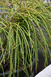 Whipcord Arborvitae (Thuja plicata 'Whipcord') at Green Thumb Garden Centre