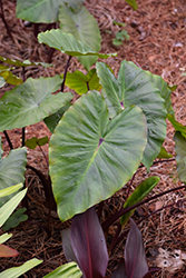 Portora Elephant's Ear (Alocasia 'Portora') at A Very Successful Garden Center