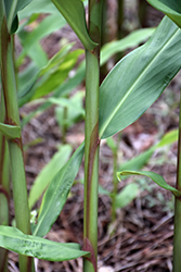 Dainty Ginger Lily (Hedychium gracile) at Lakeshore Garden Centres