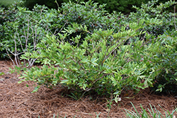 Cinnamon Girl Evergreen Distylium (Distylium 'PIIDIST-V') at Lakeshore Garden Centres
