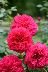 Tess Of The D'Urbervilles Rose (Rosa 'Tess Of The D'Urbervilles') at A Very Successful Garden Center