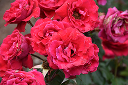 Polonaise Rose (Rosa 'Polonaise') at Lakeshore Garden Centres