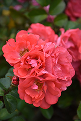 Coral Drift Rose (Rosa 'Meidrifora') at Stonegate Gardens