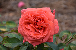 Fragrant Cloud Rose (Rosa 'Fragrant Cloud') at Stonegate Gardens