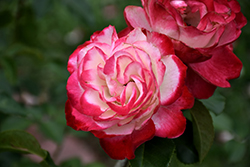 Cherry Parfait Rose (Rosa 'Cherry Parfait') at A Very Successful Garden Center