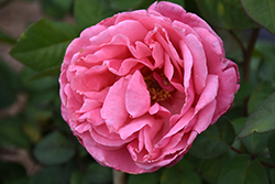 Dee-Lish Rose (Rosa 'Meiclusif') at Lakeshore Garden Centres