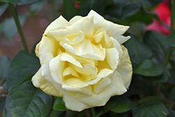 Eternal Flame Rose (Rosa 'Meifacul') at A Very Successful Garden Center
