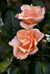 Honey Nectar Rose (Rosa 'Radnectar') at Stonegate Gardens