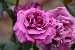 Plum Perfect Sunbelt Rose (Rosa 'KORvodacom') at Stonegate Gardens
