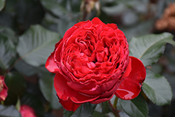 Traviata Rose (Rosa 'Meilavio') at A Very Successful Garden Center