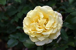 Sunny Sky Rose (Rosa 'KORaruli') at A Very Successful Garden Center