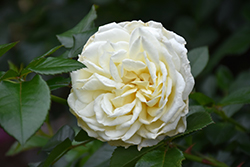 Polar Express Sunbelt Rose (Rosa 'KORblixmu') at Stonegate Gardens