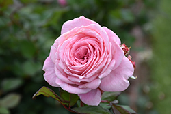 Summer Romance Parfuma Rose (Rosa 'KORtekcho') at Lakeshore Garden Centres
