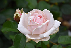 First Crush Rose (Rosa 'KORmaccap') at A Very Successful Garden Center