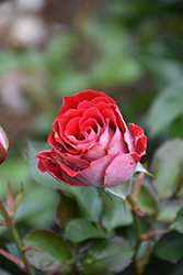 Ruby Ice Rose (Rosa 'KORburox') at Stonegate Gardens