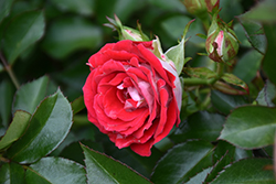 Ruby Ice Rose (Rosa 'KORburox') at Lakeshore Garden Centres