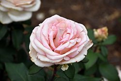 Pink Enchantment Eleganza Rose (Rosa 'KORsouba') at A Very Successful Garden Center