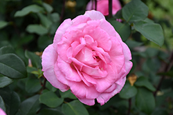 Beverly Eleganza Rose (Rosa 'KORpauvio') at Stonegate Gardens