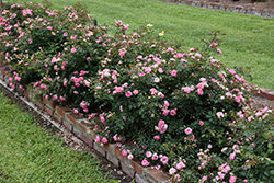 Sweet Drift Rose (Rosa 'Meiswetdom') at A Very Successful Garden Center