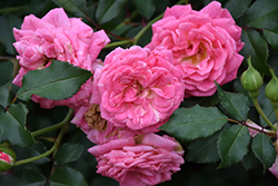 Sweet Drift Rose (Rosa 'Meiswetdom') at Stonegate Gardens